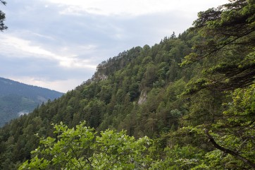 Primary forest remnant Kundracka is located on the steep slopes of Perusin Mountain, side ridge in the Lubochnianska valley. The forest type, found here on extremely steep and rocky slopes, is mostly Scotch pine (Pinus sylvestris)– dominated forest.
