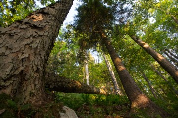 Primary forest in Great Fatra, Slovakia.