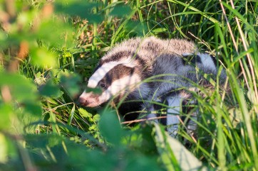 Cubs of badger (Meles meles), playing together in the grass. Kundacka is home of many rare animals, including brown bear (Ursus arctos), wolf (Canis lupus), lynx (Lynx lynx), which find here a peaceful place and optimal habitat.