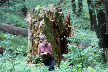 Remnant of giant fir. Large peices od deadwoor are a key feature of forest biodiveristy.