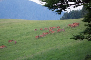 Red deer (Cervus elaphus) is abundant in this area. They heavily impact fir and spruce regeneration in Kundracka – almost everything is grazed. Reestablisment of fir is probably dependent on more severe disturbances, which create an  impennetrable area for grazers and allows conifer regeneration.