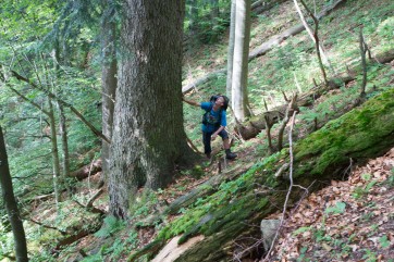 Silver fir (Abies alba) is locally quite abundant in Kundracka and grows up to enormous sizes.