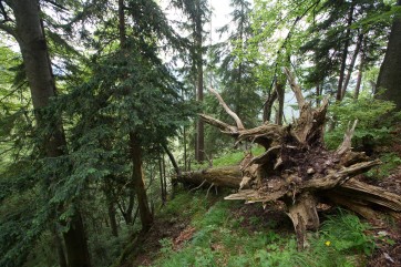 Taxus baccata is rare tree species in Europe, occuring in beech dominated forests. It occurs mostly in remote places without forest management.