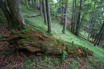 Late successional stage of beech-fir forest.