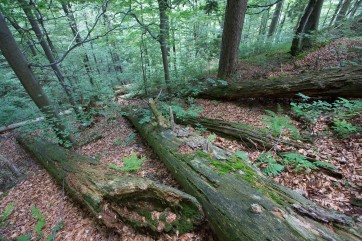 Relatively young forest stage, developed after intermediate severity disturbance, which removed high percentage of upper canopy trees, mostly conifers (Silver fir and Norway spruce).