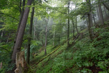 Slovenský prales Kundračka. Foto: Ondrej Kameniar