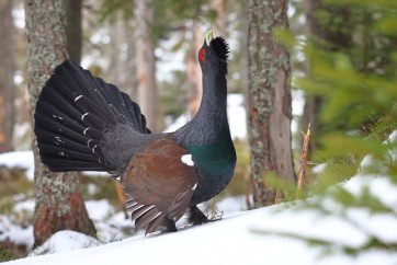 Tetřev hlušec (Tetrao urogallus) ve svém přirozeném biotopu – prales řízený přírodními narušeními. (Foto: Karol Kaliský, Arolla film)