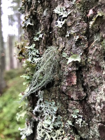 Usnea scabrata. Foto: Josef Halda