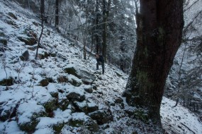 Primary forests giant