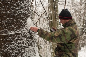 dendrometers are measuring tree growth very precisely