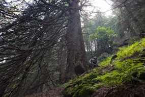 Biggest spruce, which we found in Boia Mica. It  is more than four hundred years old