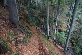 Walking between primary forest giants