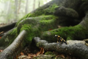 Maramures Mountains Natural Park-Romania. Photo: Matěj Ferenčík