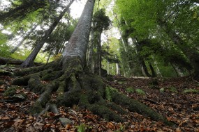 Přírodní park Maramureš, Foto: Matěj Ferenčík