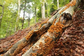 Maramures Mountains Natural Park-Romania. Photo: Matěj Ferenčík