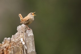 Foto: Marek Mejstřík