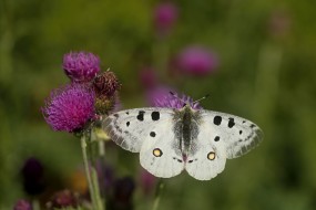 Photo: Marek Mejstřík