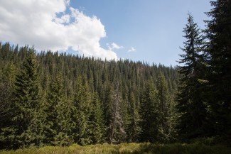 Parts of spruce forest is still undisturbed by bark beetle