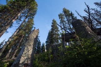 some trees still survive - mortality was not 100 % here