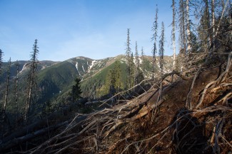 decaying deadwood from earlier disturbances