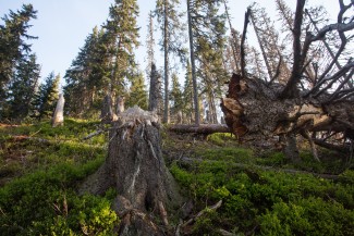 large spruce tree broken by wind after the death, caused by bark beetle