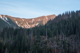 wild forest early in the morning