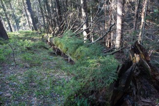 In the forest formed by background mortality