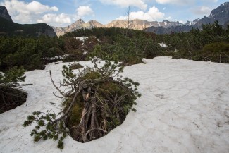 high elevations above the spruce forest are dominated by mountain pine (Pinus mugo).