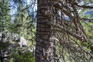 tree scarred by Three-toed woodpecker (Picoides tridactylus)