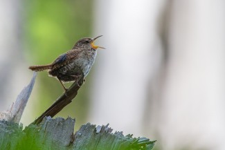 Eurasian wren (Troglodytes troglodytes) is one of the species depending on disturbance legacies (biological structures created by disturbances).