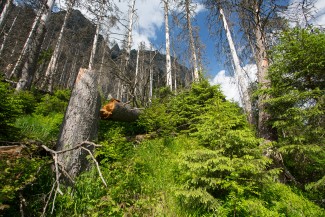Spruce regeneration is massive also on extremely steep and rocky slopes.