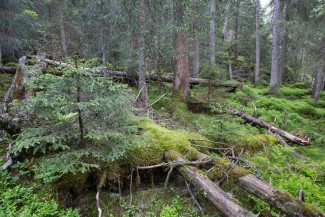 Deadwood in spruce forest is a key element for regeneration.