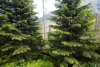 Different stages of succession are visible in the valley - here the disturbance happened few tens years ago.