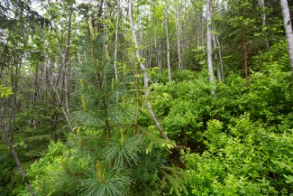 Unmanaged part of valley - all natural biodiversity, including rare specie like Stone pine (Pinus cembra) are flourishing here.