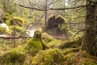 complex and varied structure of natural forest is inevitable requirement of natural forest biodiversity