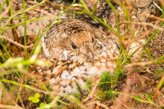 female of Hazel grouse (Bonasa bonasia) siting on the eggs