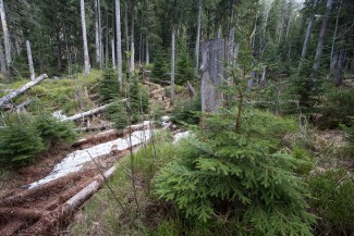 structurally rich forest shaped by natural dynamics