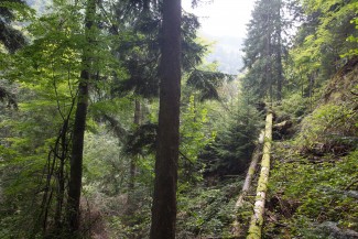 gap dynamics in beech-fir-spruce primary forest