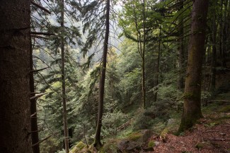 beech-fir-spruce primary forests in Ucisoara
