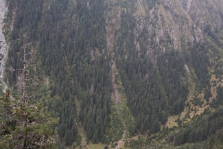 spruce forests in upper parts of valley