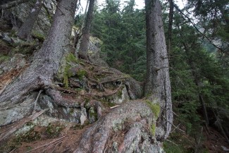 spruce is growing here almost on bare rocks