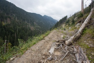 when our research plots were established, this logging road was not here...