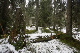 Large pieces of deadwood in old-growth part.