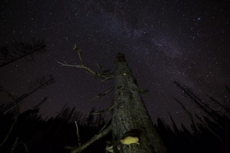 Starry night in disturbed spruce forest.