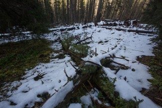 Regeneration on deadwood