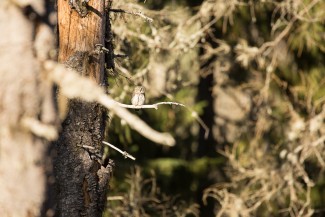 Pygmy owl (Glaucidium passerinum) in disturbed spruce forest.