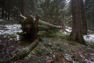 Old-growth part of locality.