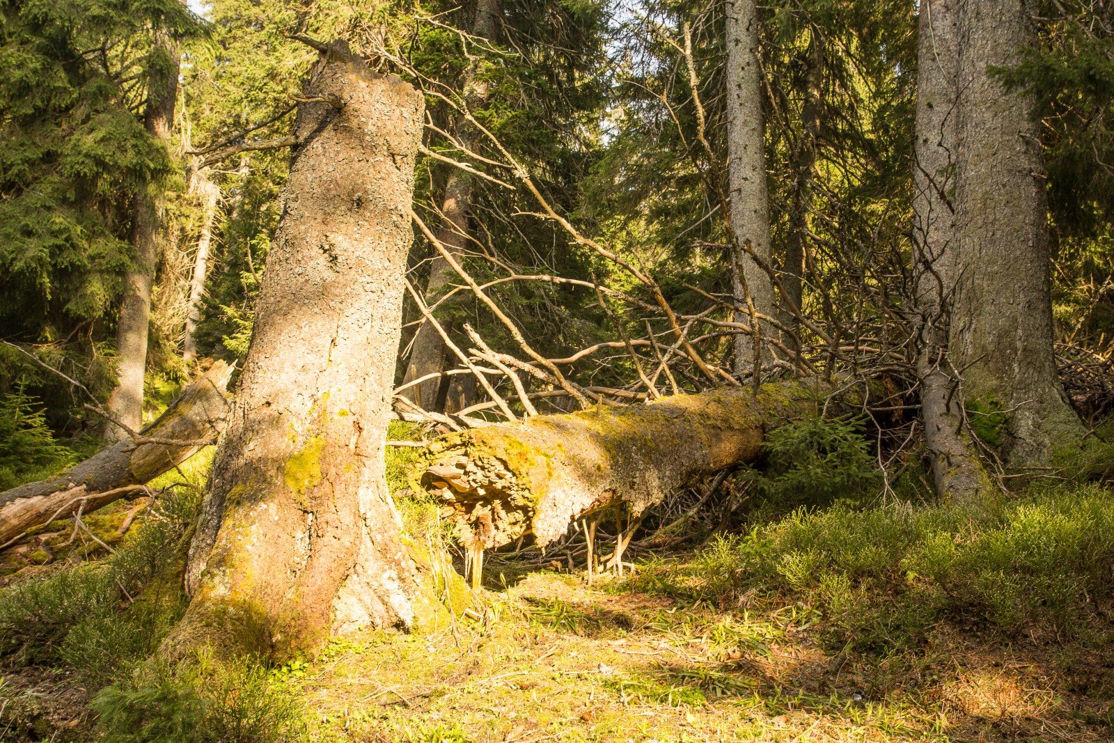 Bystrá - Remote Primary Forests