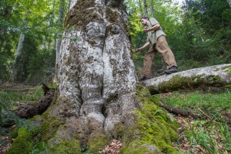 Coring of largest tree on plots in Gashit - DBH 138 cm