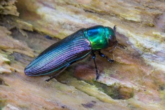 rare Buprestid (Eurythyrea austriaca), depedent on large rotten Fir logs